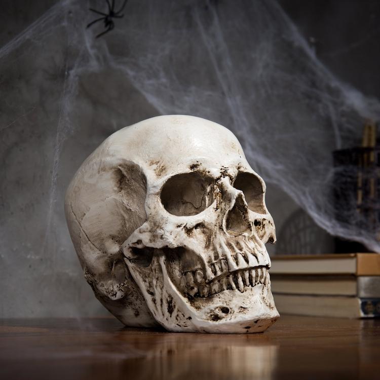 Spooky Decorative Realistic Human Skull